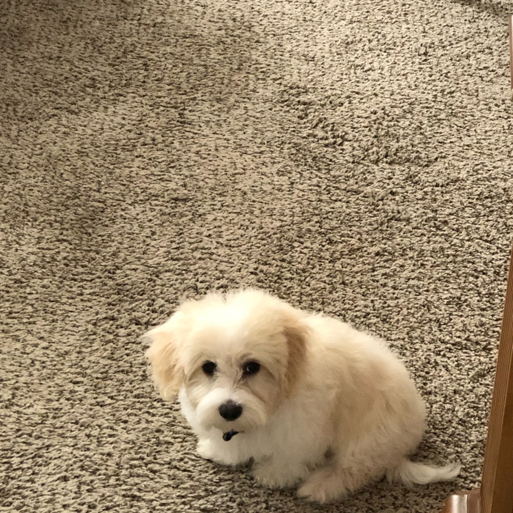 Meet your Posher, Pshyara